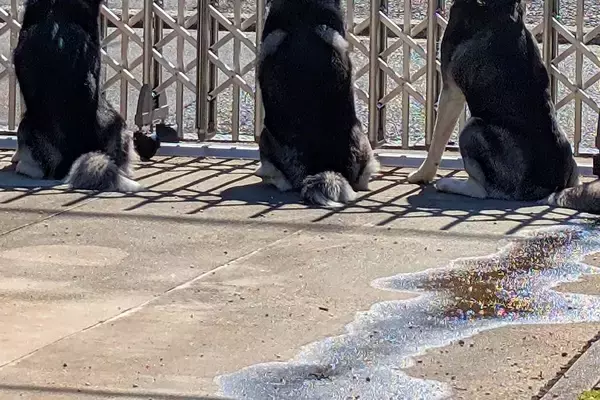 『遠回りしてでも毎日通りたい…！』ハスキー3頭の『シンクロ警備』に羨望の声「毎日挨拶行っちゃうと思う」「素敵な子たち」と30万表示の反響