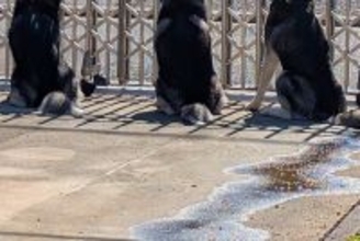 『遠回りしてでも毎日通りたい…！』ハスキー3頭の『シンクロ警備』に羨望の声「毎日挨拶行っちゃうと思う」「素敵な子たち」と30万表示の反響