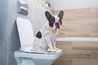 犬の『トイレを設置してはいけない場所』5選　愛犬を不快にさせるNG条件とは？