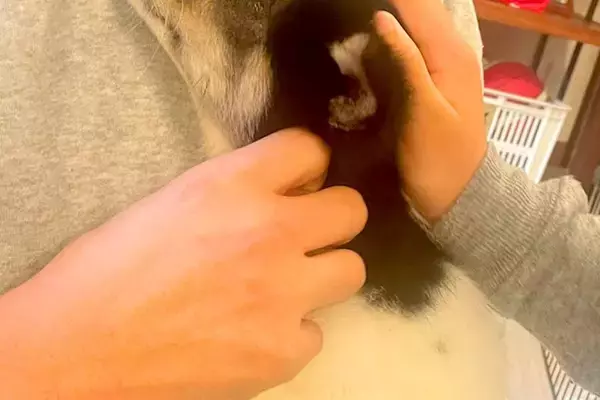 『犬を飼うのだけはダメ』と大反対していた父→保護犬を抱っこした瞬間に…『素敵すぎる展開』が14万再生「マジで尊い」「いい父ちゃん」と感動