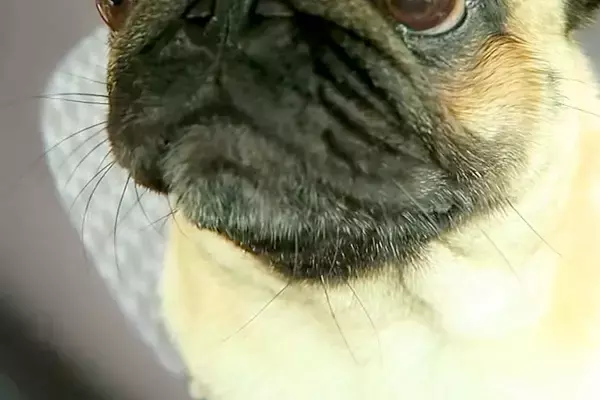 車での外出でテンションMAXな犬→『病院で注射するよ』と伝えた瞬間…人間の子どものような『顔の変化』が36万再生「目が…ｗ」「笑ったｗ」