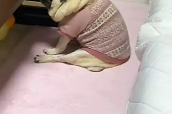 夜『寝るよー』と電気を消し、寝室に向かった結果→置いて行かれた犬が…まさかの『拗ね方』が267万再生「こっち見ないの草」「本気拗ねｗｗ」