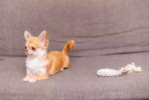 犬がおもちゃに興味がないときの反応3つ　ワンコが好みやすい玩具の共通点とは？