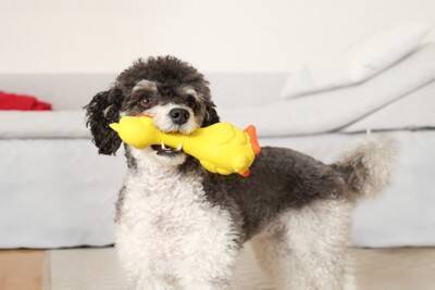 犬がおもちゃに興味がないときの反応3つ　ワンコが好みやすい玩具の共通点とは？
