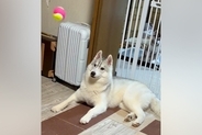 かっこいいハスキー犬に『ボールを投げた』結果…見た目とのギャップがありすぎる『まさかの結末』に7万いいね「芸術点高いｗ」「何回も見た」