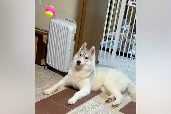 かっこいいハスキー犬に『ボールを投げた』結果…見た目とのギャップがありすぎる『まさかの結末』に7万いいね「芸術点高いｗ」「何回も見た」