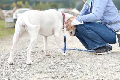 『人が大好きな犬』の特徴5選　犬よりも人間が好き？人懐っこく育てる方法はあるの？