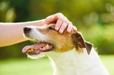 『人が大好きな犬』の特徴5選　犬よりも人間が好き？人懐っこく育てる方法はあるの？