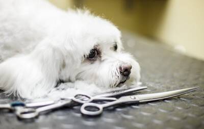 犬の『ヒゲ』にやってはいけない絶対NG行為４選　カットしても問題ないの？ヒゲの重要な役割まで解説