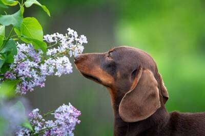 犬の『ヒゲ』にやってはいけない絶対NG行為４選　カットしても問題ないの？ヒゲの重要な役割まで解説