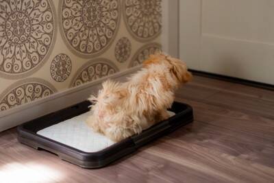 犬が『人前でトイレ』をしたがらない原因4つ　隠れてしようとする心理から改善策まで