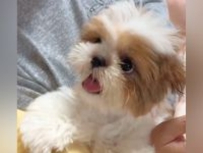 『祖父母と犬を会わせた』結果→いつもは寡黙なおじいちゃんが…泣けるほど尊い『心が通じ合う光景』が2万再生「嬉しそうな顔」「幸せ届けてる」