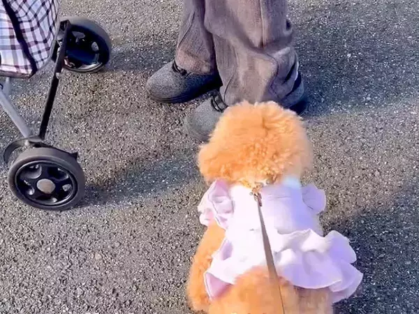 『犬が苦手なおばあちゃん』に近づいた犬→『嫌がられるかな』と思ったら…まさかの展開が45万再生「癒しの力に感動した」「ほっこり」と絶賛