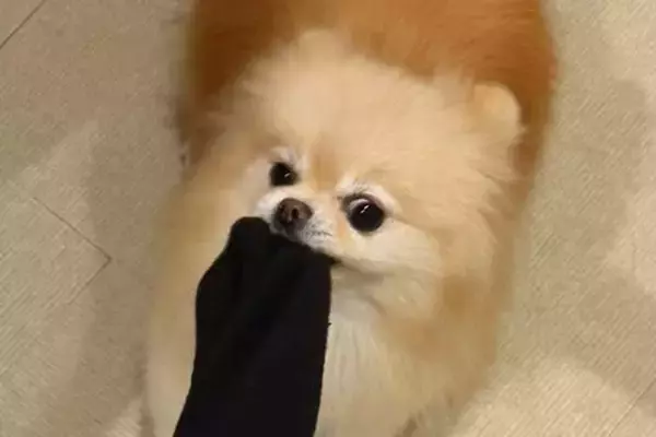 飼い主の靴下を強奪しようとする犬→『こんなに伸びるのか…』シュールすぎる光景に1万いいね「伸び過ぎっすｗｗｗ」「ゴムパッチン芸で草」