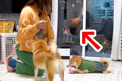 帰省した息子が突然『窓』から現れた結果→4匹の犬が…気づいた瞬間に『テンションMAXになる光景』が16万再生「狂喜乱舞ｗ」「愛されてる」