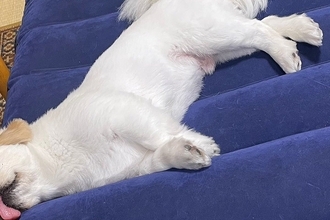 来客用のマットを出したら、犬が上で眠ってしまい…起こしたくなくなる『尊い表情』に2万いいね「なんて愛おしいの」「来客との謎の時間ｗｗ」