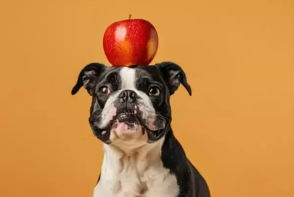 犬が大好きな『食べ物』ランキングTOP５　オススメの与え方や注意点まで解説