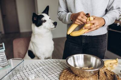 犬が大好きな『食べ物』ランキングTOP５　オススメの与え方や注意点まで解説