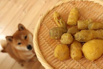 犬が大好きな『食べ物』ランキングTOP５　オススメの与え方や注意点まで解説