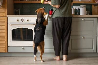 犬が大好きな『食べ物』ランキングTOP５　オススメの与え方や注意点まで解説