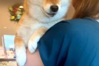 『病院なんて、聞いてない』と文句を言いまくる犬→診察台に乗ってからも…大げさすぎる『表情や態度』に反響「わかるんだよね」「我慢して偉い」