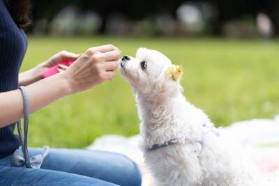 『優しい性格の犬種』ランキングTOP5　おとなしいワンコの特徴や温厚に育てるコツまで