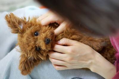 『優しい性格の犬種』ランキングTOP5　おとなしいワンコの特徴や温厚に育てるコツまで