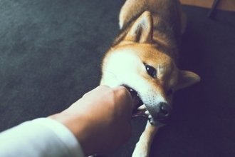 犬から飼い主にうつる『人獣共通感染症』とは？感染した場合の危険な症状まで