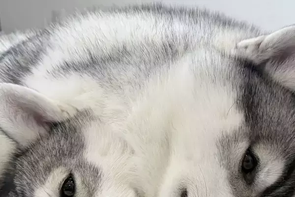 2匹のハスキー犬が『ぴったりくっつき過ぎた』結果→完全に一体化して…『衝撃的な光景』に13万いいね「境目がわからんｗｗ」「一瞬ビビった」