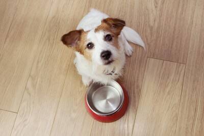 犬が一日に何度も『ごはんを欲しがる』理由5選　しつこく要求してくる場合はどうしたらいいの？