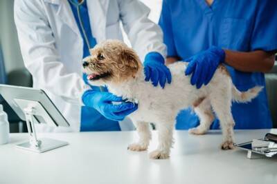 犬が一日に何度も『ごはんを欲しがる』理由5選　しつこく要求してくる場合はどうしたらいいの？