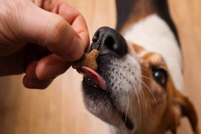 犬が一日に何度も『ごはんを欲しがる』理由5選　しつこく要求してくる場合はどうしたらいいの？