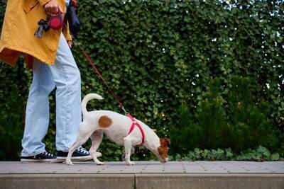 犬に『頼りにならない』と思われてしまう絶対NG行動6選　愛犬に信頼されるための改善策まで
