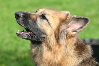 犬が飼い主に『要求している』サイン5選　主張が激しい場合の対処法や注意点まで解説