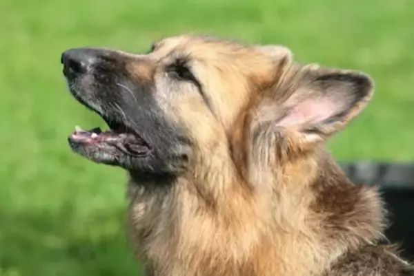 犬が飼い主に『要求している』サイン5選　主張が激しい場合の対処法や注意点まで解説
