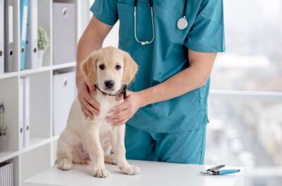 犬が飼い主に『要求している』サイン5選　主張が激しい場合の対処法や注意点まで解説