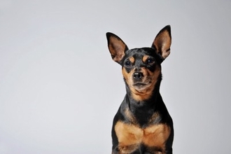 『飼育が大変な小型犬』4選　飼うのが難しいと言われる理由や知っておくべき性質まで