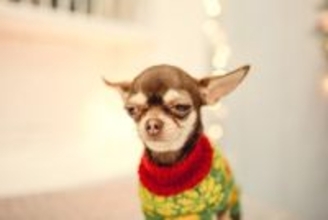 犬が『理解できない』と思っている人間の行動10選　愛犬が普段、疑問に感じていることや本音まで