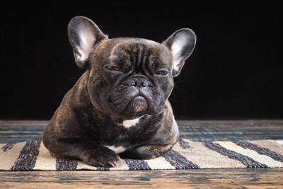 犬が『理解できない』と思っている人間の行動10選　愛犬が普段、疑問に感じていることや本音まで