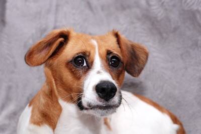 犬が『理解できない』と思っている人間の行動10選　愛犬が普段、疑問に感じていることや本音まで