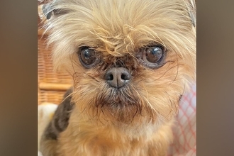 悲しげな顔をした『元繁殖犬』を飼った結果→8ヶ月後、表情を比較したら…嘘のような『現在』に感動「全然違う」「幸せの証」「笑顔かわいい」