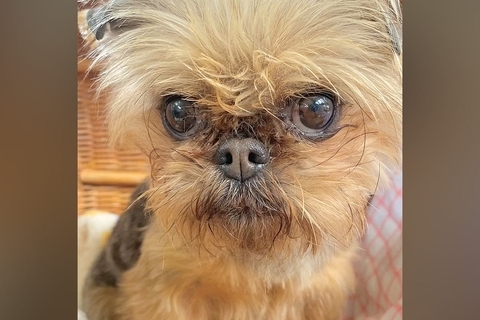 悲しげな顔をした『元繁殖犬』を飼った結果→8ヶ月後、表情を比較したら…嘘のような『現在』に感動「全然違う」「幸せの証」「笑顔かわいい」