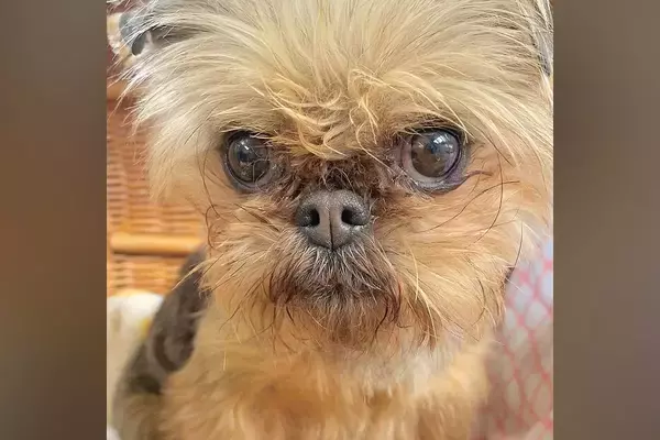 悲しげな顔をした『元繁殖犬』を飼った結果→8ヶ月後、表情を比較したら…嘘のような『現在』に感動「全然違う」「幸せの証」「笑顔かわいい」