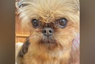 悲しげな顔をした『元繁殖犬』を飼った結果→8ヶ月後、表情を比較したら…嘘のような『現在』に感動「全然違う」「幸せの証」「笑顔かわいい」