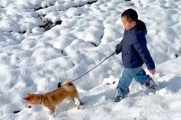 雪の中で子犬を散歩する男の子→突然引っ張られてしまい…微笑ましすぎる『まさかのハプニング』に反響「わかるｗ」「リード離さないお兄ちゃん偉い」