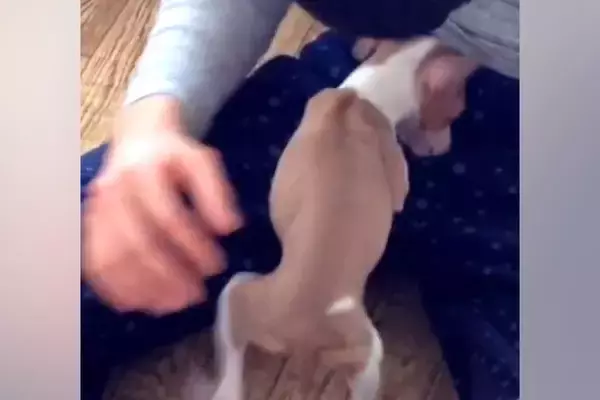 小さな体で一生懸命に生きていた『ガリガリの子犬』を飼った結果→９年後の『素敵すぎるビフォーアフター』に感動「幸せなお顔」「素晴らしい…」