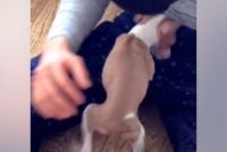 小さな体で一生懸命に生きていた『ガリガリの子犬』を飼った結果→９年後の『素敵すぎるビフォーアフター』に感動「幸せなお顔」「素晴らしい…」