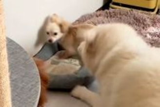 ケンカ中の小型犬２匹→そばで見ていた大型犬が仲裁をして…まるで『人間のお兄ちゃんのような行動』に絶賛「頼もしい」「会話を聞いてみたい」