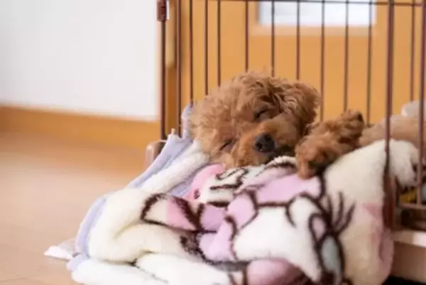 犬が安心して暮らせる『生活環境』とは？今すぐに改善すべき部屋の状況まで解説