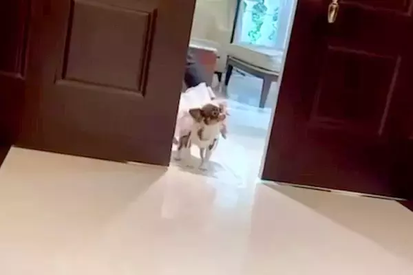 人懐っこい犬が『結婚式でリングドッグを務めた』結果→ドアが開いた瞬間…まさかの『全員にご挨拶する光景』に反響「寄り道がｗ」「可愛すぎる」